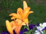 lilies * 2032 x 1524 * (468KB)