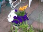 petunias&lilies * 2032 x 1524 * (854KB)