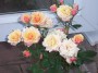 roses * 2032 x 1524 * (512KB)