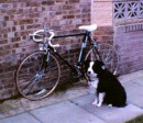 jessiebike * 1146 x 993 * (264KB)